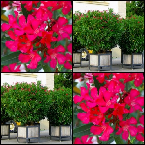 Nerium Oleander Monrovia Red x 1 Plants Semi dwarf Very Hardy Shrubs Flowering Cottage Rock Garden Rockery Balcony Patio